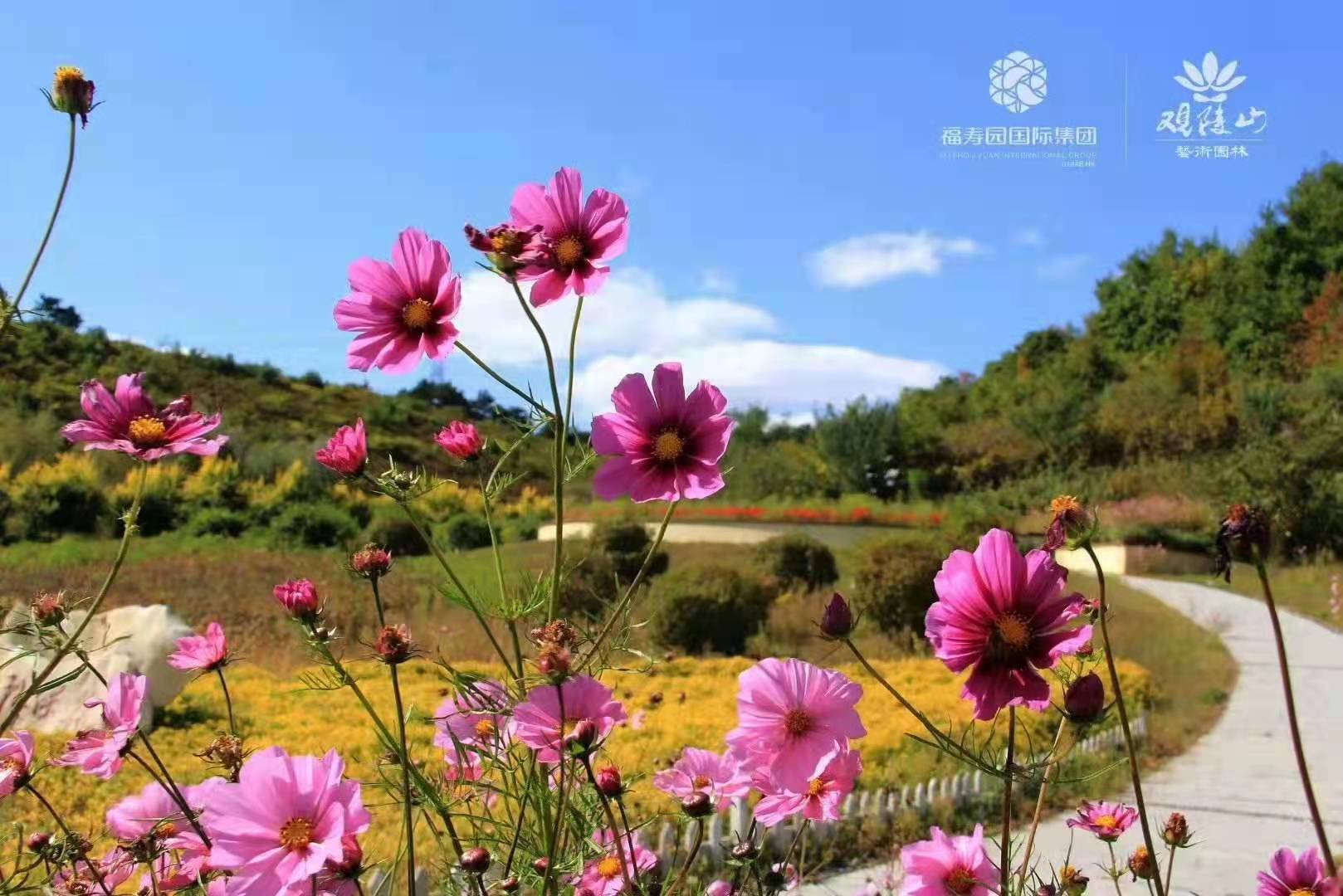 观陵山墓园选购指南：满足不同需求的实地解析